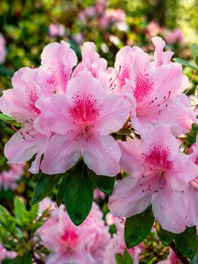 Azalea indica "Pink"