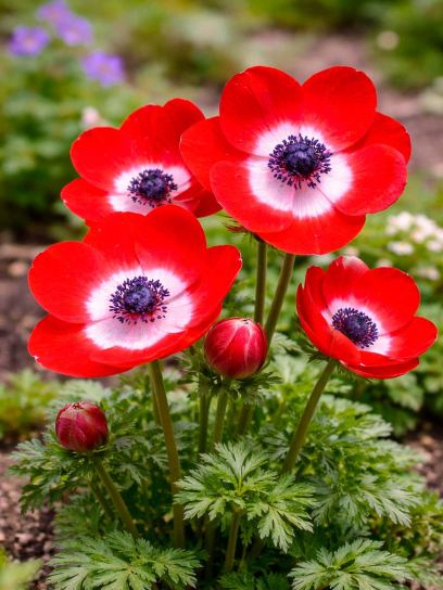 Anemone coronaria "Hollandia"