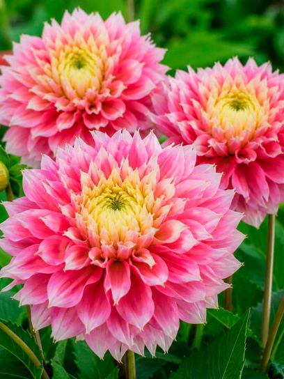 Dahlia "Kogane Fubuki"
