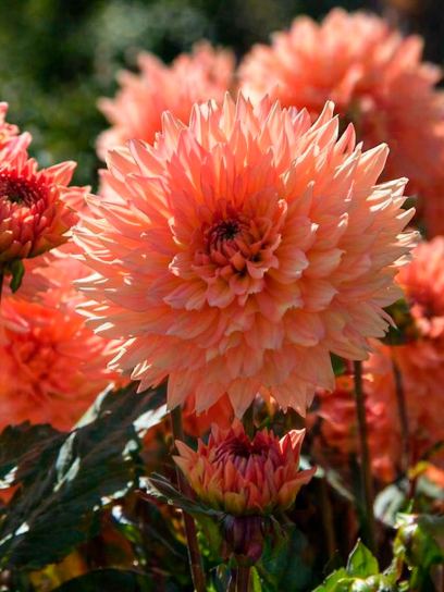 Dahlia "Gallery Leonardo"