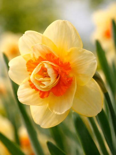 Narcissus "Tahiti"