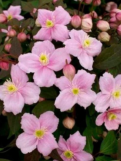 Clematis "Mayleen" container (C2)