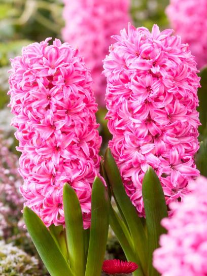 Hyacinthus "Pink Pearl" -prepared-