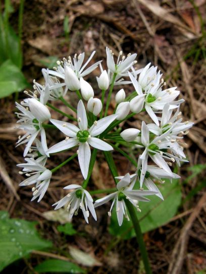 Allium ursinum