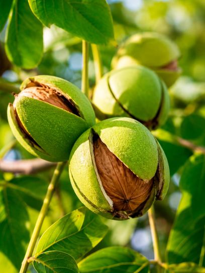 Juglans regia "Corne du Perigord"