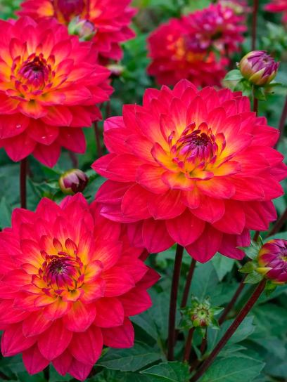 Dahlia "Kilburn Glow"
