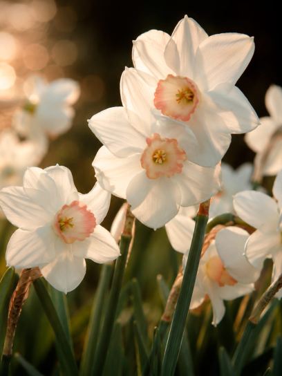Narcissus "Sophie Girl"