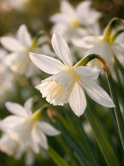 Narcissus "Thalia"