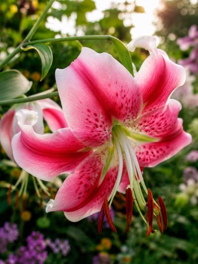 Lilium "Anastasia"