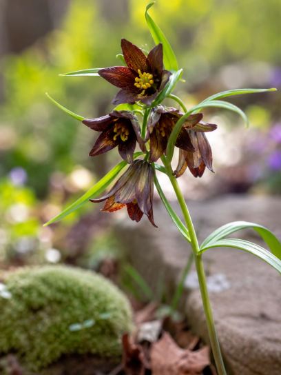 Fritillaria camschatcensis