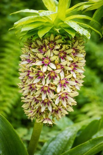 Eucomis bicolor