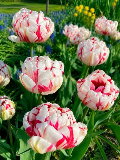 Tulipa "Carnaval de Nice"
