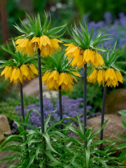 Fritillaria "Paradise Beauty"