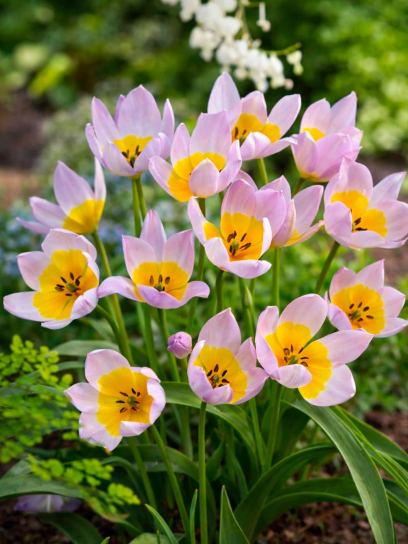 Tulipa saxatilis