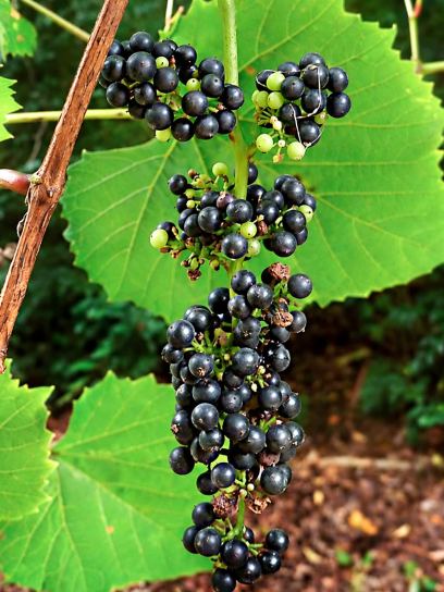 Grape "Odoratissima" container (C3)