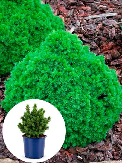 Picea glauca `Alberta Globe` container (P15)