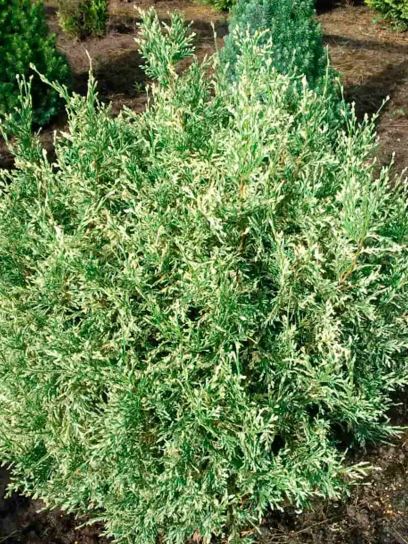 False Cypress "Pearly Swirls" container (C3)