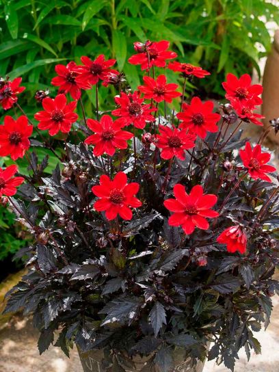 Dahlia "Dark Angel Pulp Fiction"