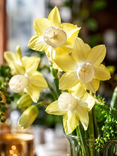 Narcissus "Moonlight Sensation"