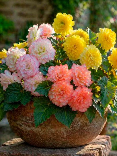 Begonia "Pastel Compacta Mix"
