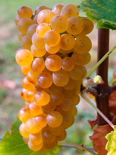 Grape "Solaris" container (C3)