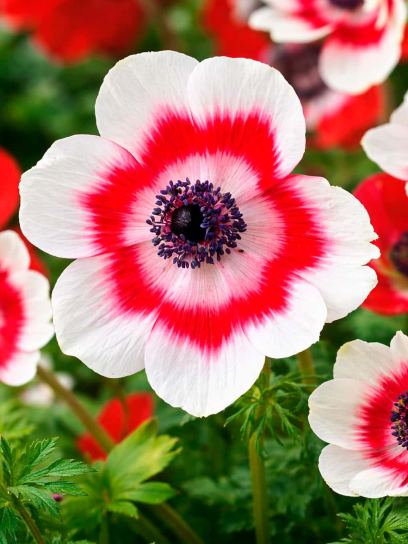 Anemone coronaria "Duet"