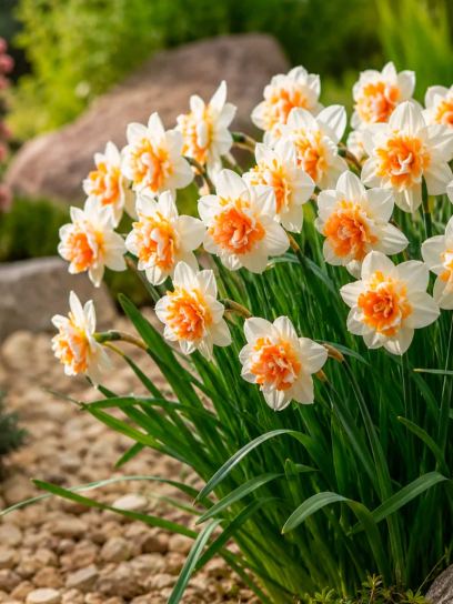 Narcissus "Replete"