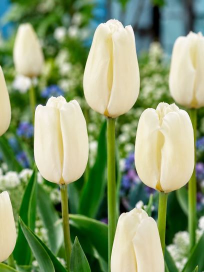 Tulipa "Hakuun"