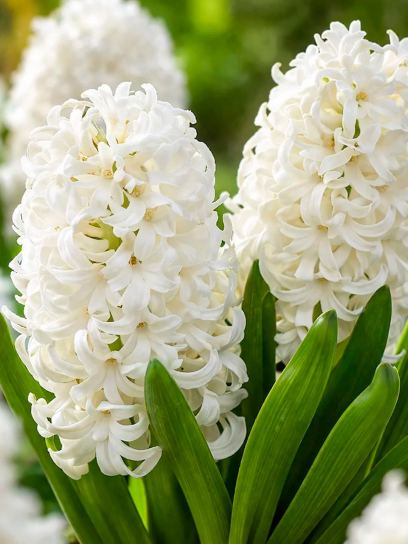 Hyacinthus "White Pearl" - Prepared -
