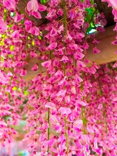 Wisteria Japońska "Rosea" pojemnik (C3)