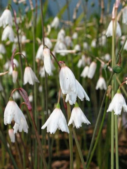 Acis (Leucojum) autumnalis "September Snow"