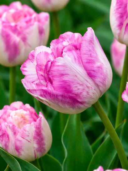 Tulip "Shirley Double"