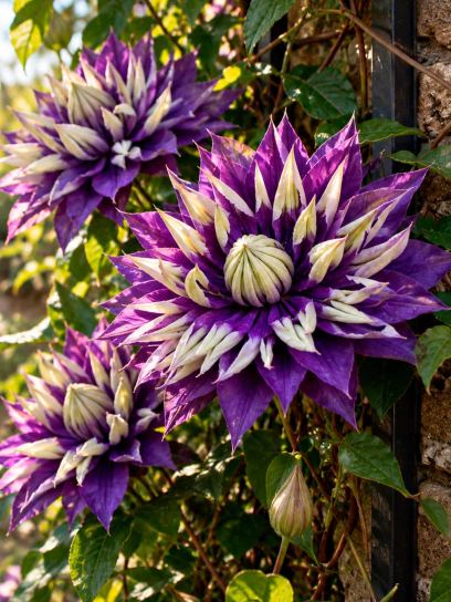 Clematis ‘Taiga’