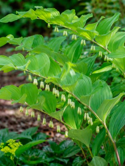 Polygonatum "Weihenstephan"