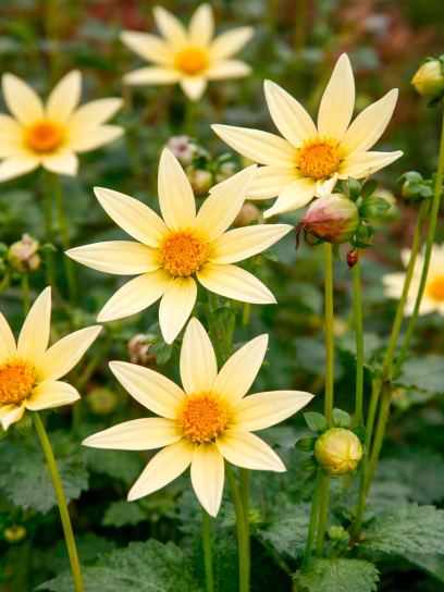 Dahlia "Honka"