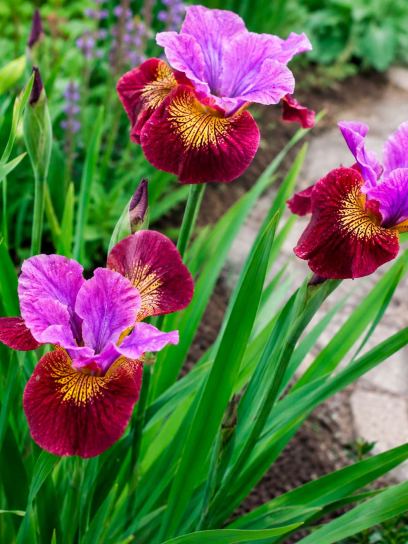 Iris sibirica "Miss Apple"
