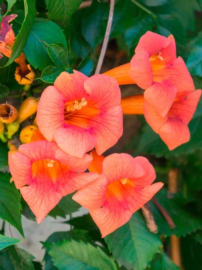 Trumpet Vine "Grandiflora" container (C3)