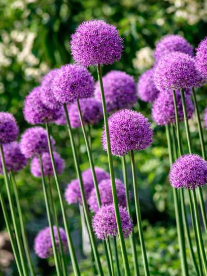 Allium giganteum