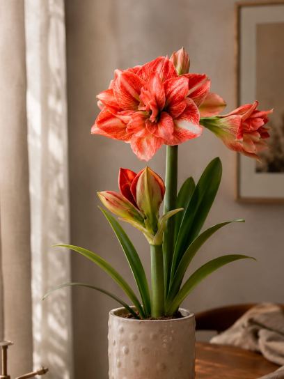 Hippeastrum "Balance"