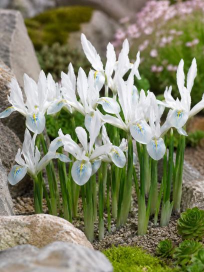 Iris reticulata "Polar Ice"