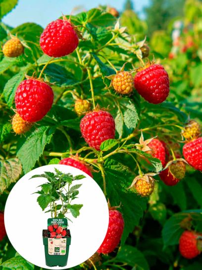 Raspberry `Heritage` container (P13)
