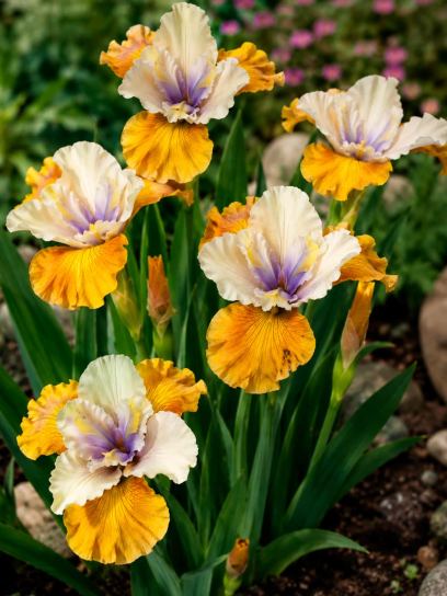 Siberian Iris "Colonel Mustard"