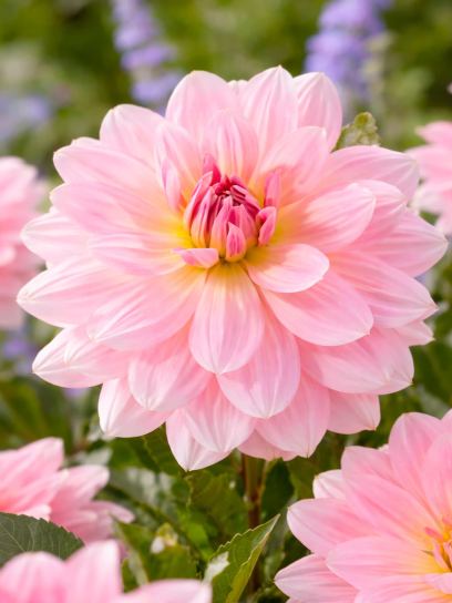 Dahlia "Fairway Pilot"