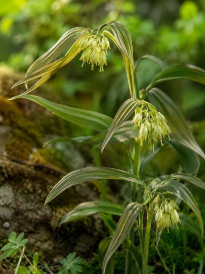 Disporum cantoniense "Green Giant"