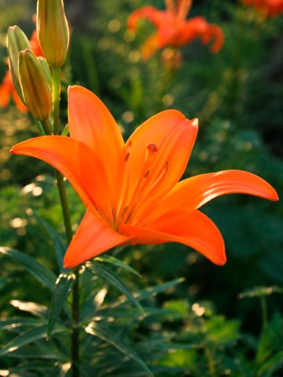 Lilium "Mandarin Star"