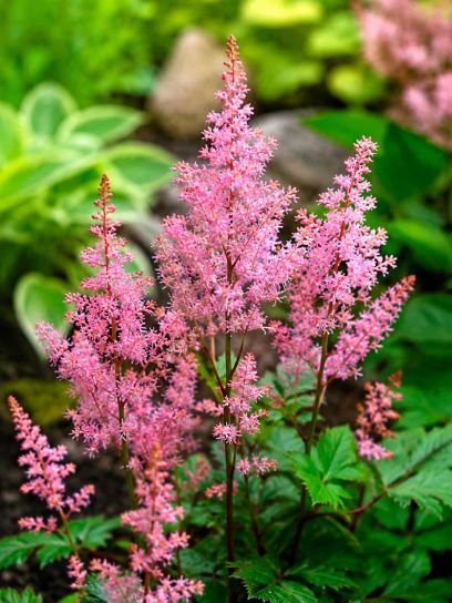 Astilbe japonica Rheinland Container (P9)