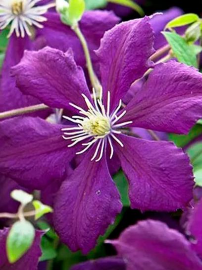 Clematis "Blue Belle" container (C2)
