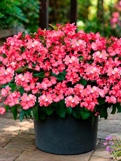 Begonia multiflora "La Madelon"