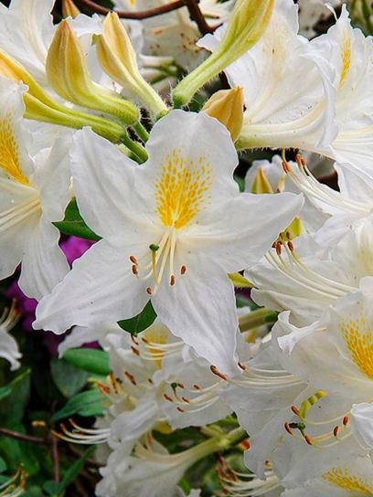 Bladverliezende Azalea "Daviesii"