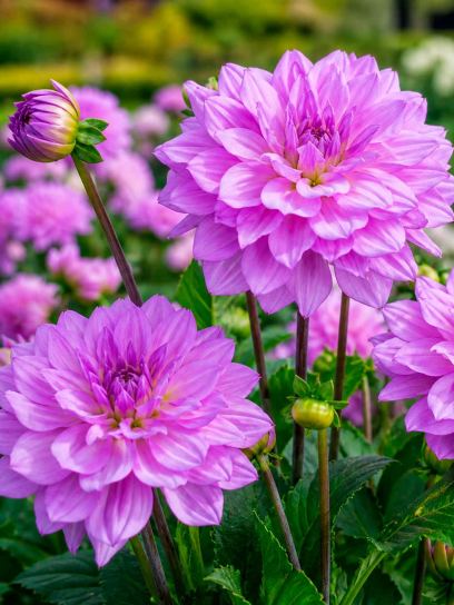 Dahlia "Karma Lagoon"